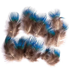 Load image into Gallery viewer, Stunning iridescent blue and brown pheasant feathers, colorful natural plumage for artistic crafts.