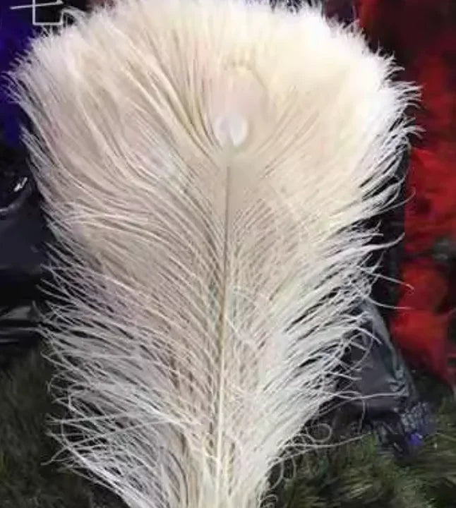 peacock feathers
