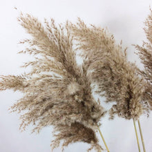 Load image into Gallery viewer, 20inch Cream Natural Large Pampas Grass for wedding centerpiece Decoration - Dancefeather