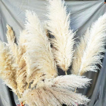 Load image into Gallery viewer, 24inch Cream Blush Mint Green Large Pampas Grass 5pcs for wedding centerpiece Decoration - Dancefeather