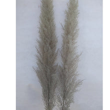 Load image into Gallery viewer, 20inch Grey Cream Blush Mint Green Large Pampas Grass 5pcs for wedding centerpiece - Dancefeather