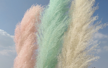 Load image into Gallery viewer, 20inch Champagne Large Pampas Grass 5pcs for wedding centerpiece - Dancefeather