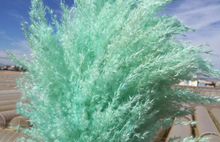 Load image into Gallery viewer, 20inch Champagne Large Pampas Grass 5pcs for wedding centerpiece - Dancefeather