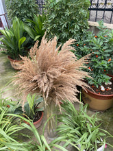 Load image into Gallery viewer, 20inch Cream Natural Large Pampas Grass for wedding centerpiece Decoration