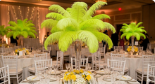 Load image into Gallery viewer, High-quality light green ostrich feather plumes for wedding centerpieces and DIY crafts, sourced by DanceFeathers.

