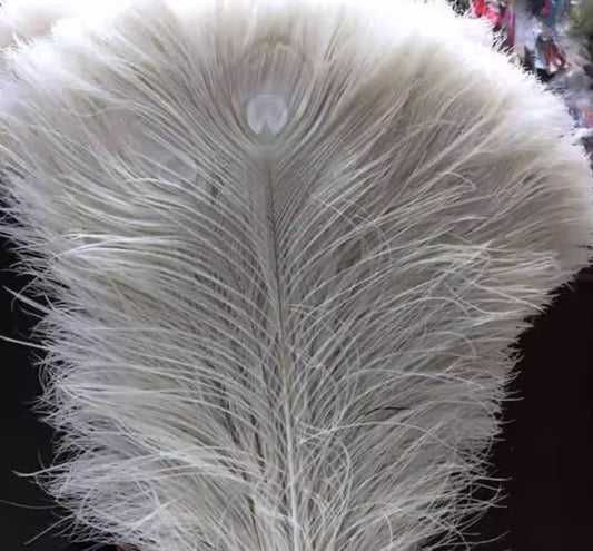  peacock feathers