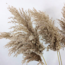 Load image into Gallery viewer, 20inch Cream Natural Large Pampas Grass for wedding centerpiece Decoration - Dancefeather
